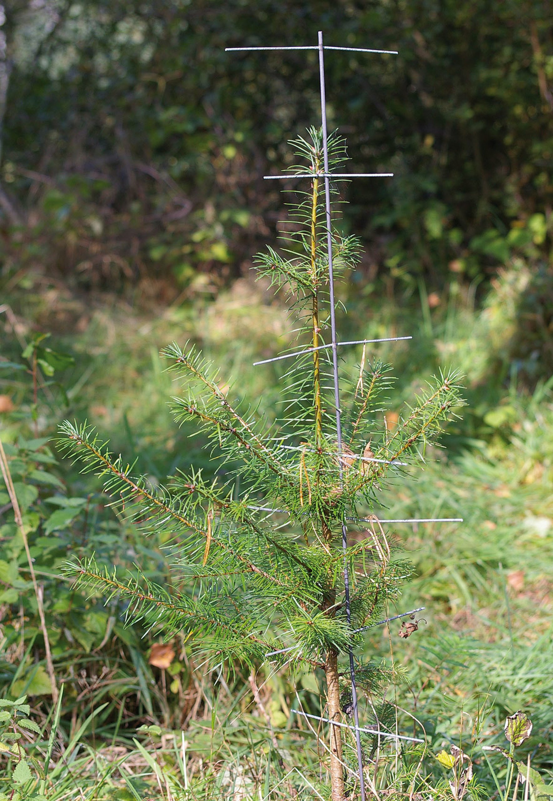 Plantagard Stachelbaum Fegeschutz Mechanischer Pflanzenschutz