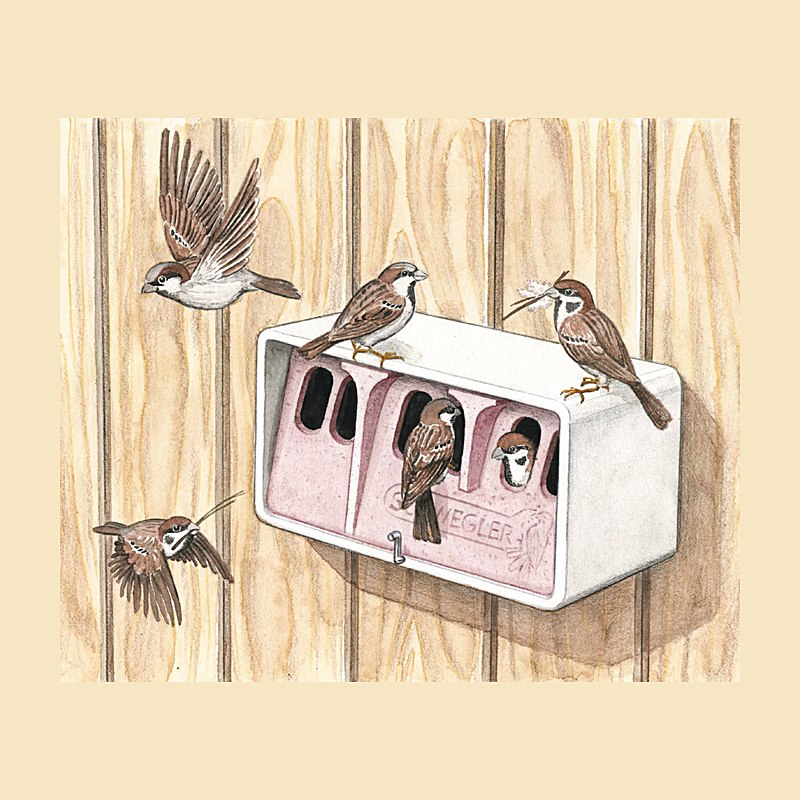 Sperlingskolonie-Haus 1 SP