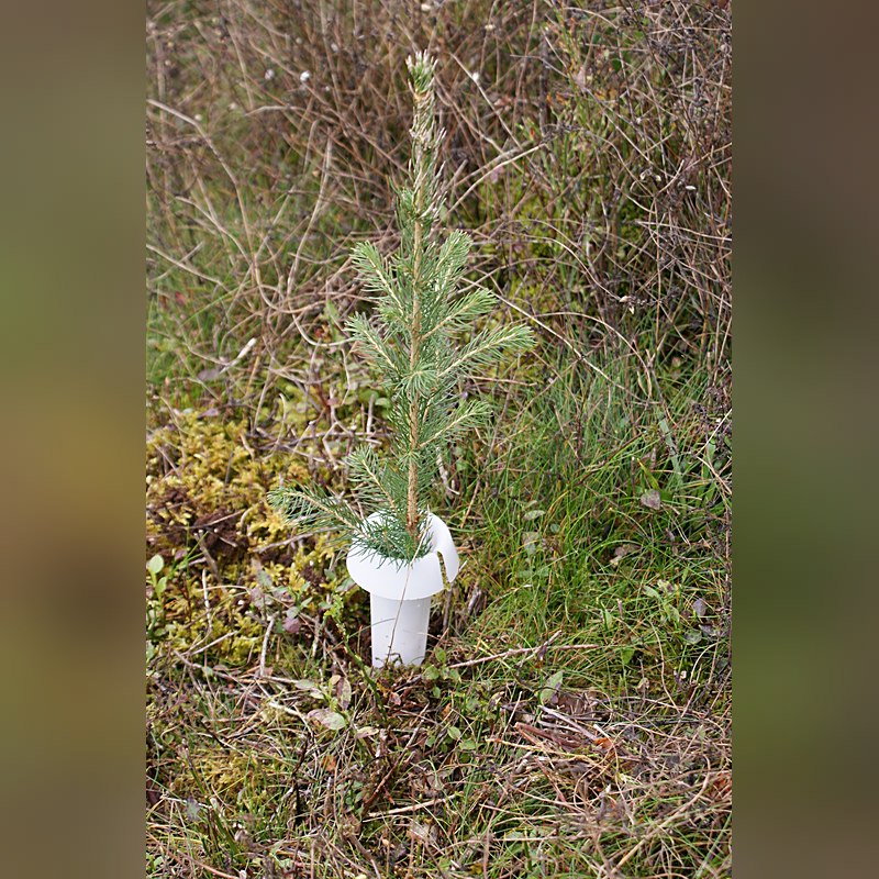 PlantaGard Rüsselkäferschutzkragen HyloPro aus Bio-Kunststoff