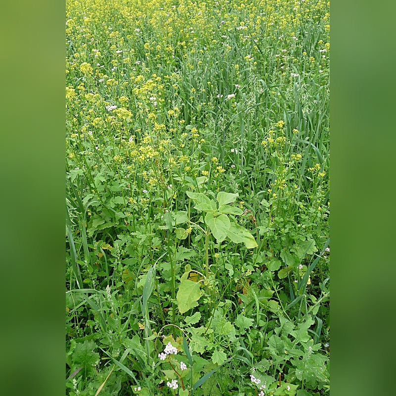 Wildackermischung für leichte Böden