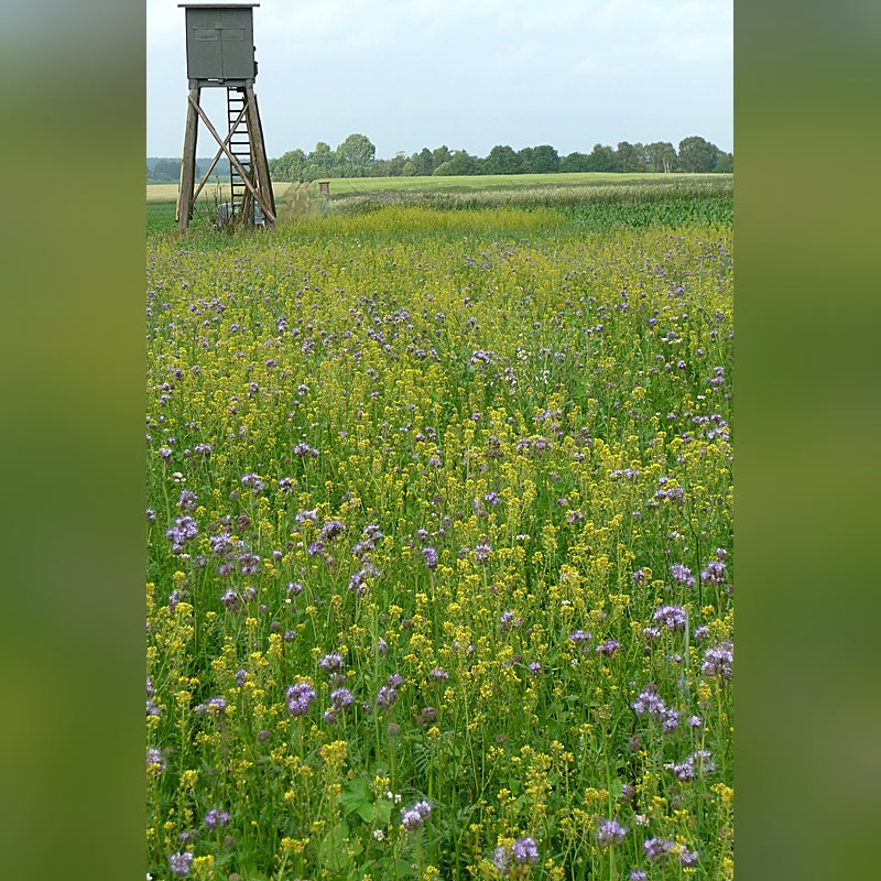 Kiepenkerl Wildschutzmischung WSM 1