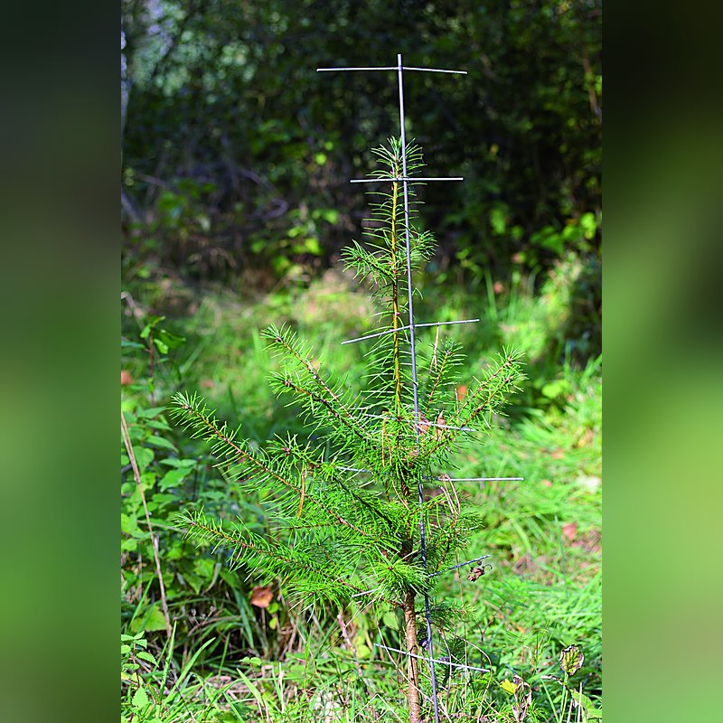 Stachelbaum, Höhe 100 cm