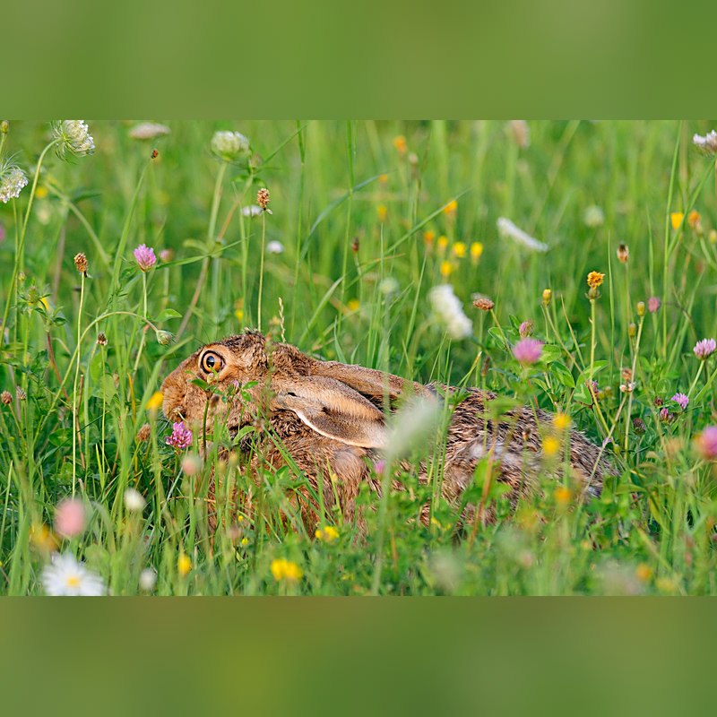 Kiepenkerl Wildwiese mit Klee und Kräutern