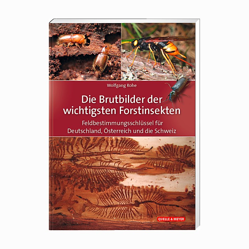 Die Brutbilder der wichtigsten Forstinsekten