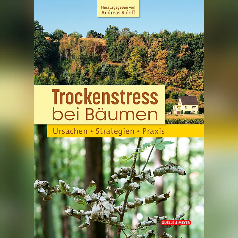 Trockenstress bei Bäumen – Ursachen, Strategien, Praxis