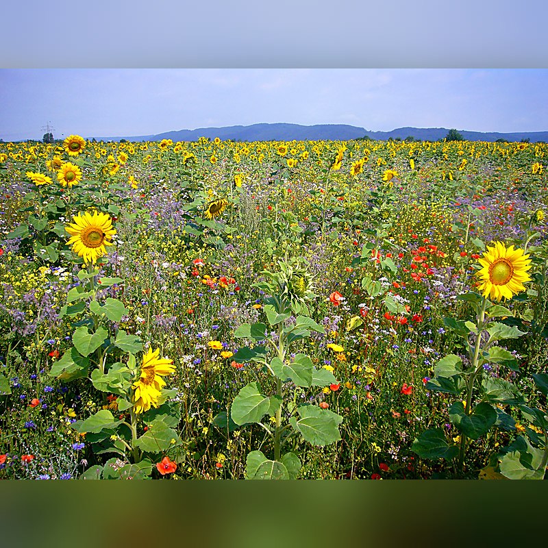 Kiepenkerl Pflanzensaat Blühende Landschaft
