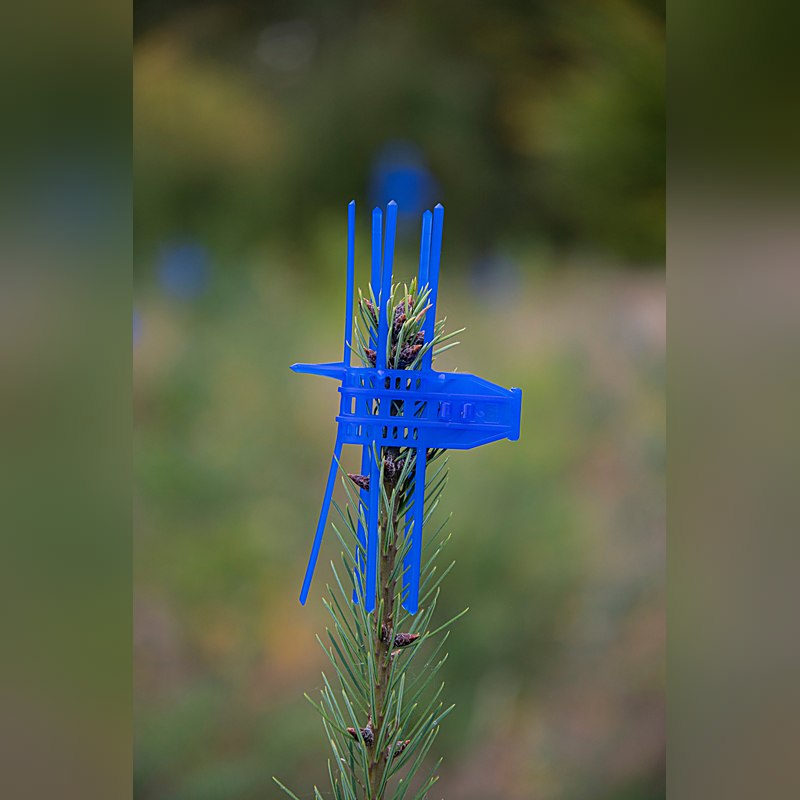 Signumat Verbissschutzmanschette Cactus, blau, 100 Stück