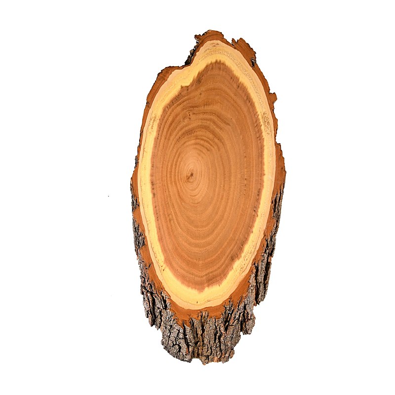 Gehörnbrettchen Rehbock Akazie, 19–21 cm