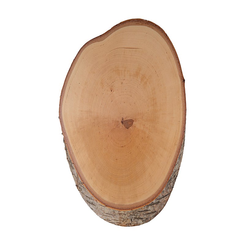 Hirschschild Birke, 30–40 x 20 cm