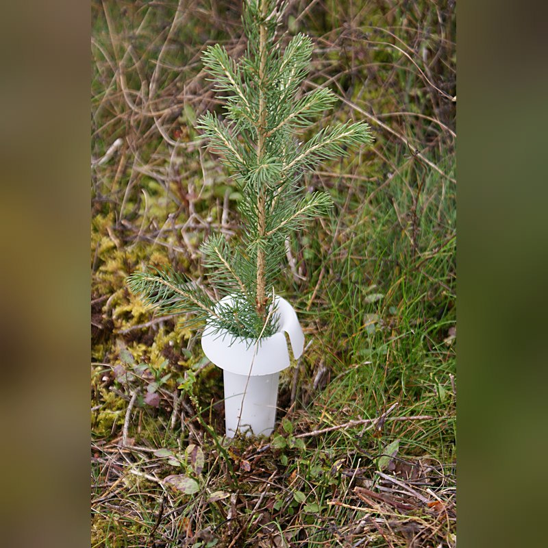 PlantaGard Rüsselkäferschutzkragen HyloPro (PP)